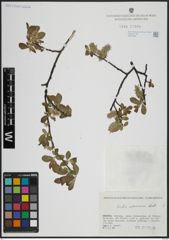 Foto von Salix atrocinerea Brot.